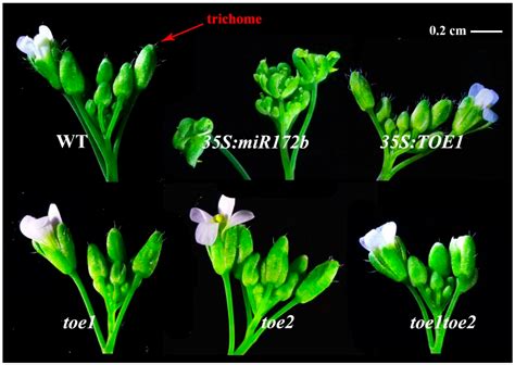 hermes arabidopsis